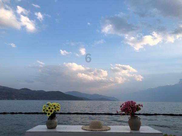白孔雀救援